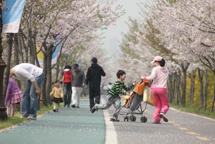 금천한내-벚꽃길(연출) 의 사진161