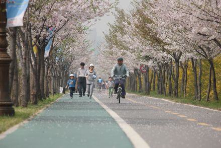 금천한내-벚꽃길(연출) 의 사진162