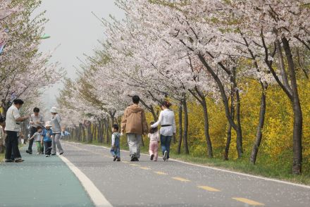 금천한내-벚꽃길(연출) 의 사진163