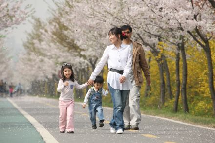 금천한내-벚꽃길(연출) 의 사진164