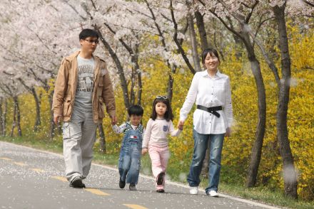 금천한내-벚꽃길(연출) 의 사진166