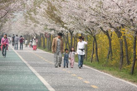 금천한내-벚꽃길(연출) 의 사진168