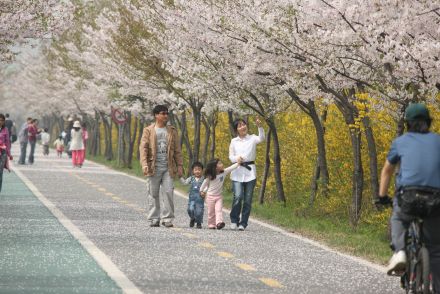 금천한내-벚꽃길(연출) 의 사진169