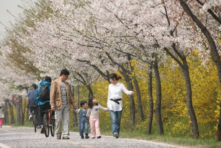 금천한내-벚꽃길(연출) 의 사진170