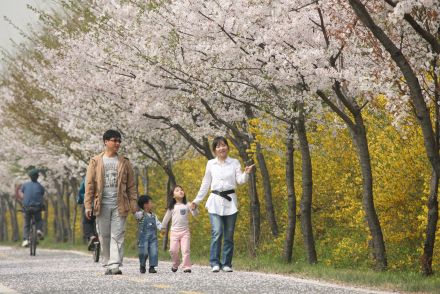 금천한내-벚꽃길(연출) 의 사진171