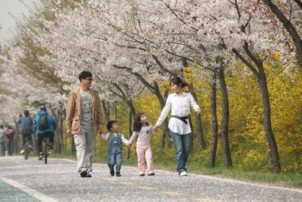 금천한내-벚꽃길(연출) 의 사진172