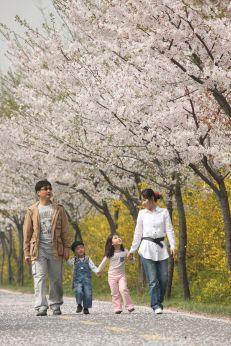 금천한내-벚꽃길(연출) 의 사진173