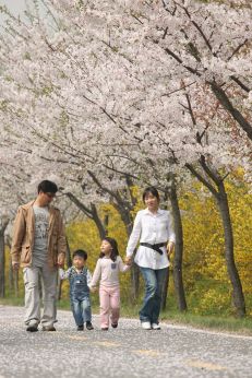 금천한내-벚꽃길(연출) 의 사진174