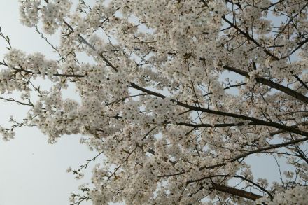 금천구의 미래(금천한내 뚝방위에 핀 벚꽃들과 함께) 의 사진50