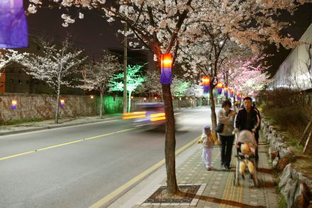 2005 벚꽃십리길(야간) 의 사진7