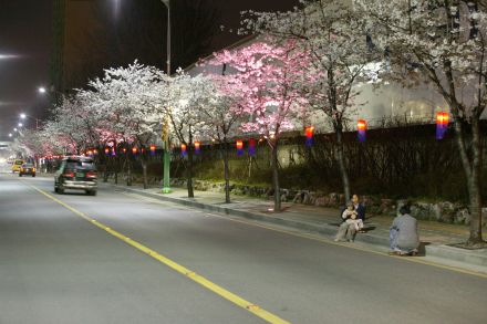 2005 벚꽃십리길(야간) 의 사진8