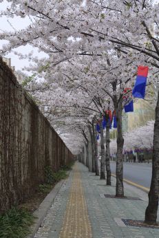 2003년 금천 벚꽃 십리길 개막행 의 사진122