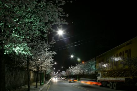 벚꽃십리길 야경 의 사진16