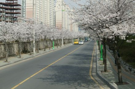 2004 벚꽃십리길 의 사진35
