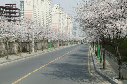 2004 벚꽃십리길 의 사진36