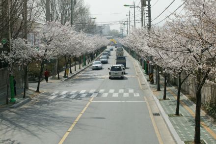 2004 벚꽃십리길 의 사진38