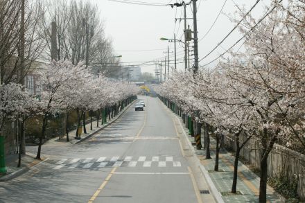 2004 벚꽃십리길 의 사진39