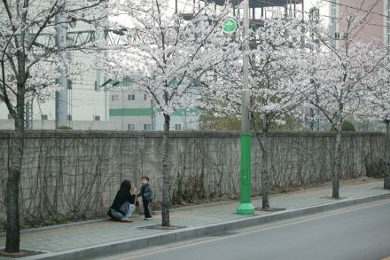 2004 벚꽃십리길 의 사진40
