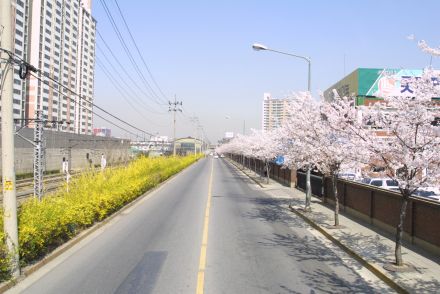 2002 벚꽃십리길 의 사진79