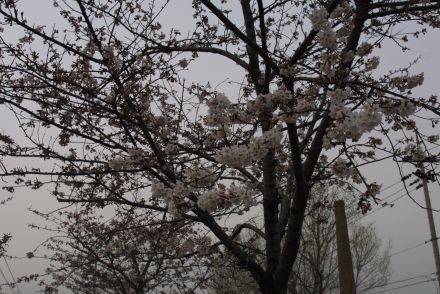 2006 금천벚꽃축제 의 사진236