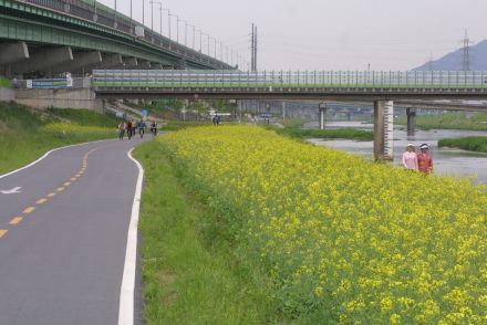 금천한내 유채꽃 의 사진65