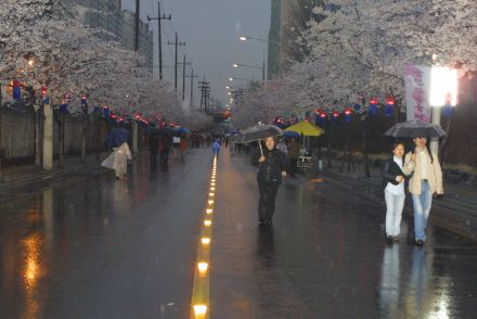 2003년 금천 벚꽃 십리길 개막행 의 사진125