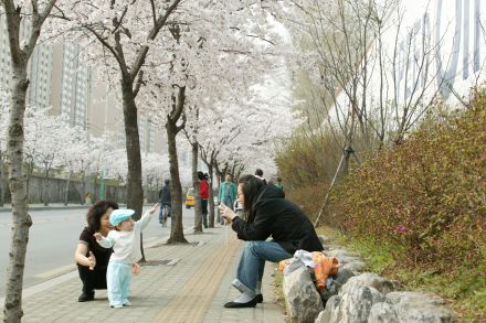 2006 벚꽃십리길 의 사진11