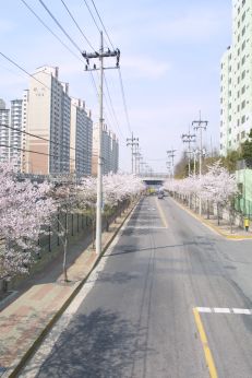 2002 벚꽃십리길 의 사진80