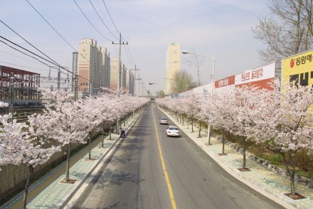 2002 벚꽃십리길 의 사진81