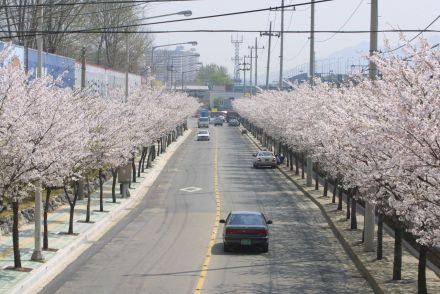 2002 벚꽃십리길 의 사진84