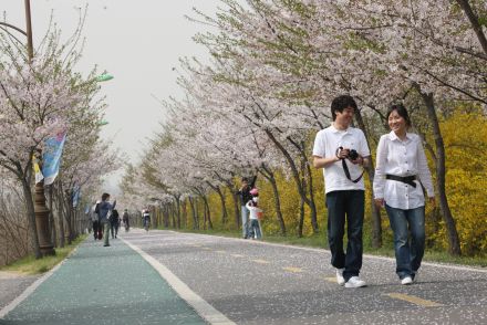 금천한내-벚꽃길(연출) 의 사진176