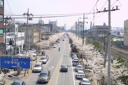 2002 벚꽃십리길 의 사진87