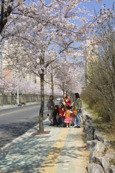 2002 벚꽃십리길 의 사진94