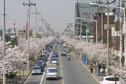2002 벚꽃십리길 의 사진95