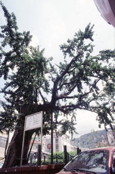1996년 보호수(은행나무) 의 사진2