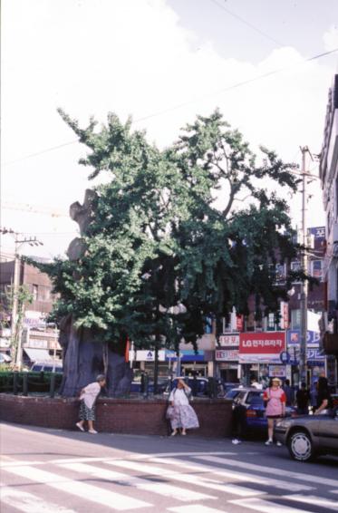 1996년 보호수(은행나무) 의 사진3