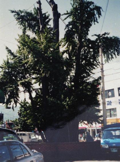 1996년 보호수(은행나무) 의 사진7
