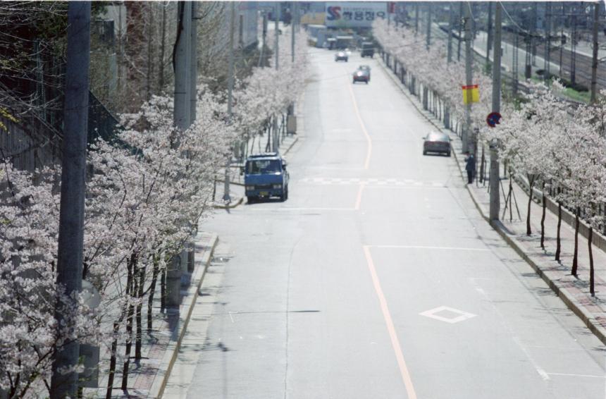 1998년 벚꽃십리길 의 사진3