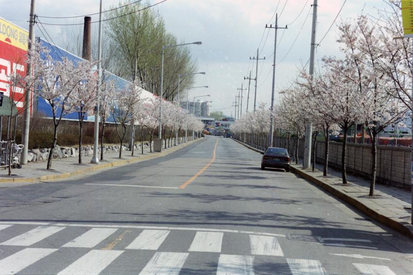 1998년 벚꽃십리길 의 사진4