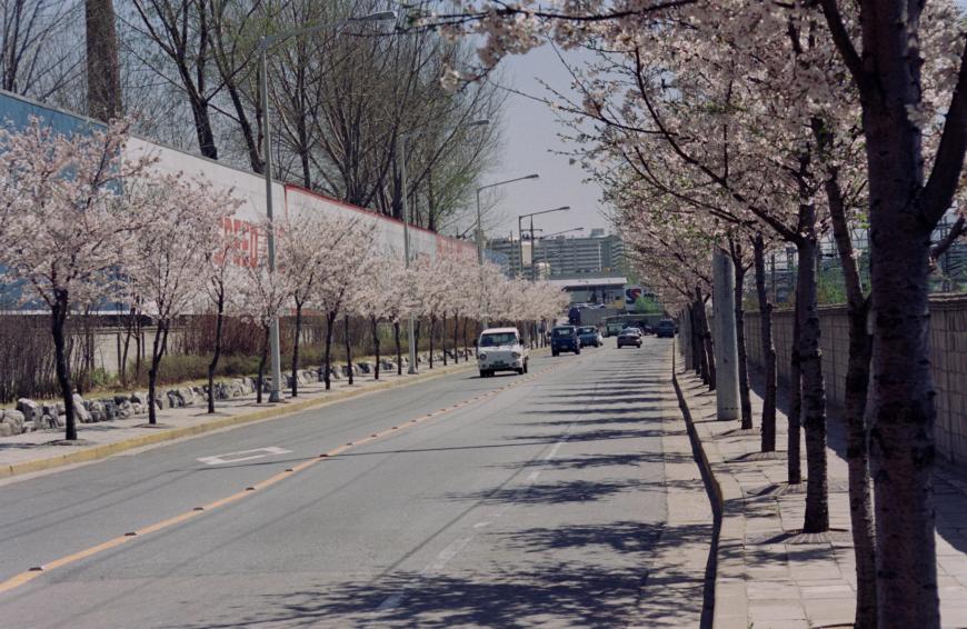 1998년 벚꽃십리길 의 사진5
