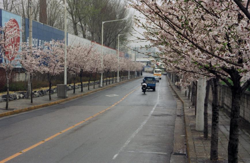 1999년 벚꽃십리길 의 사진