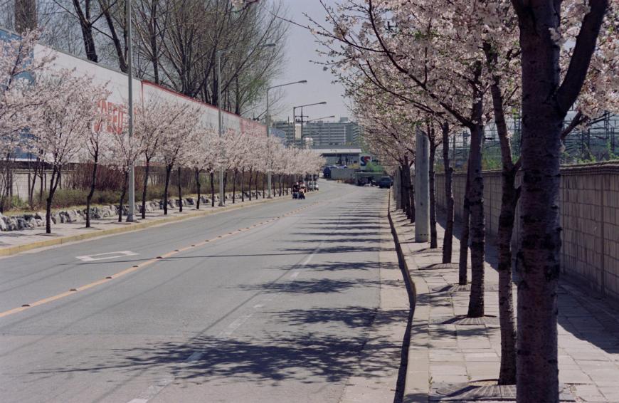 1999년 벚꽃십리길 의 사진2