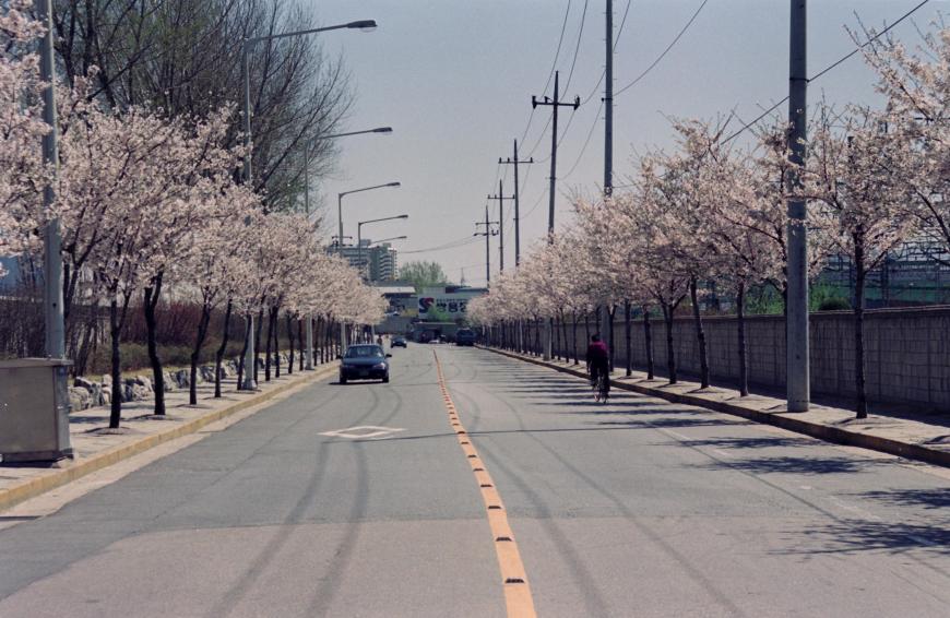 1999년 벚꽃십리길 의 사진3