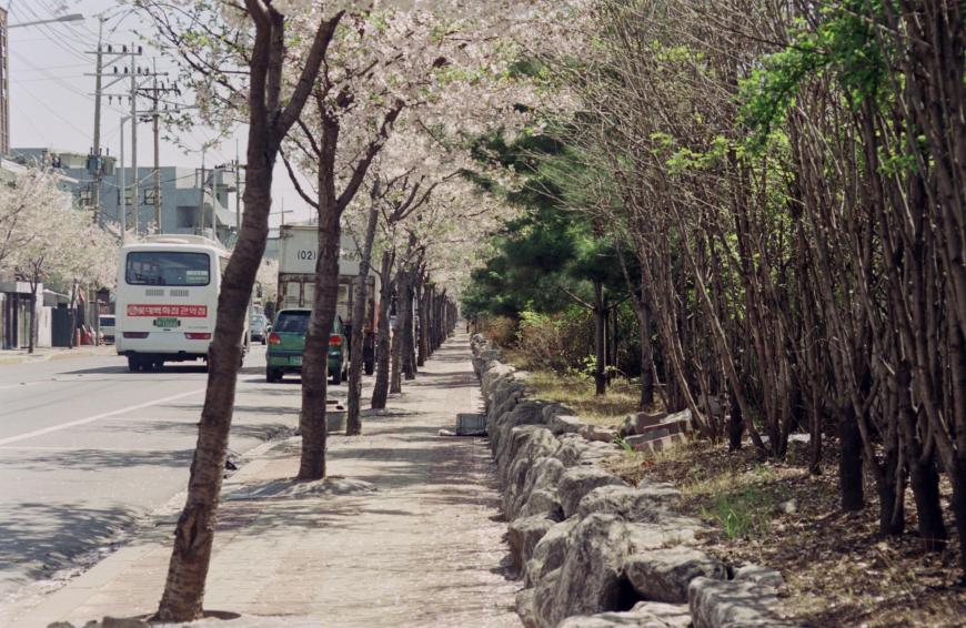 1999년 벚꽃십리길 의 사진4