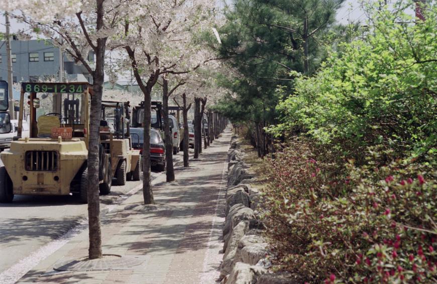 1999년 벚꽃십리길 의 사진5