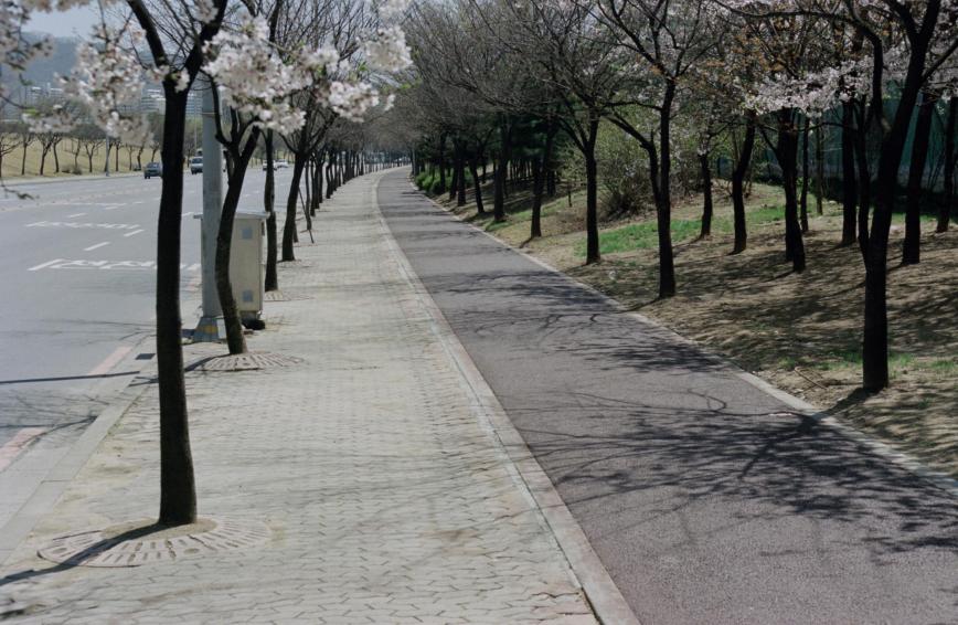1999년 벚꽃십리길 의 사진6