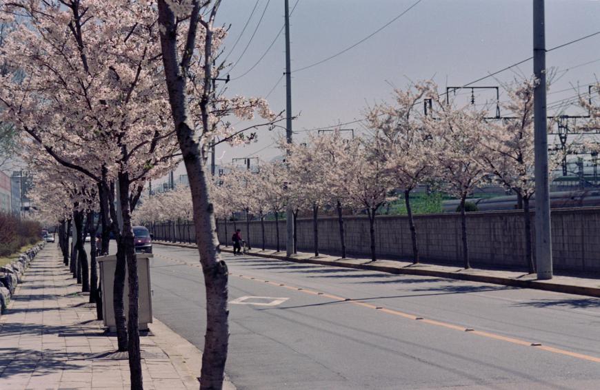 1999년 벚꽃십리길 의 사진8