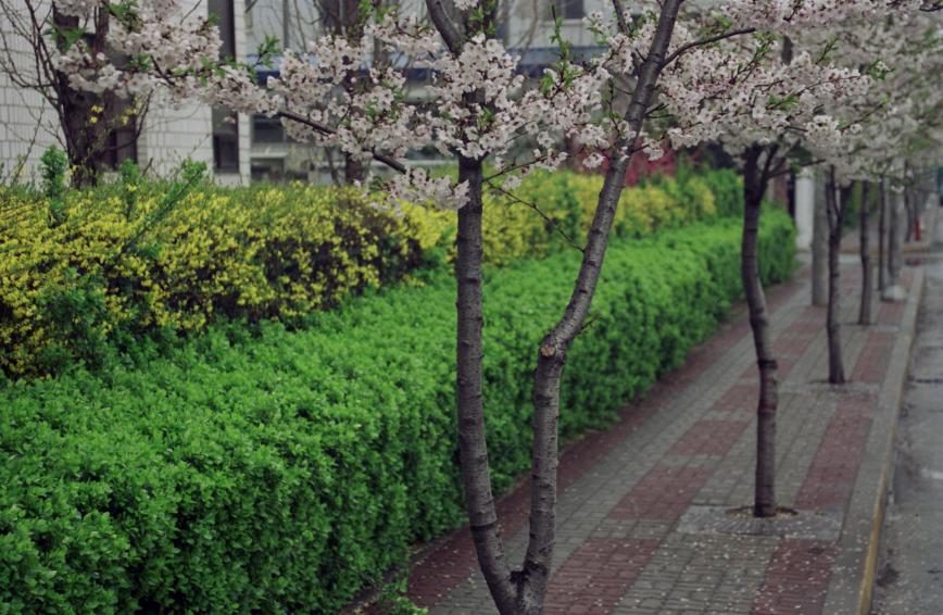 1999년 벚꽃십리길 의 사진9