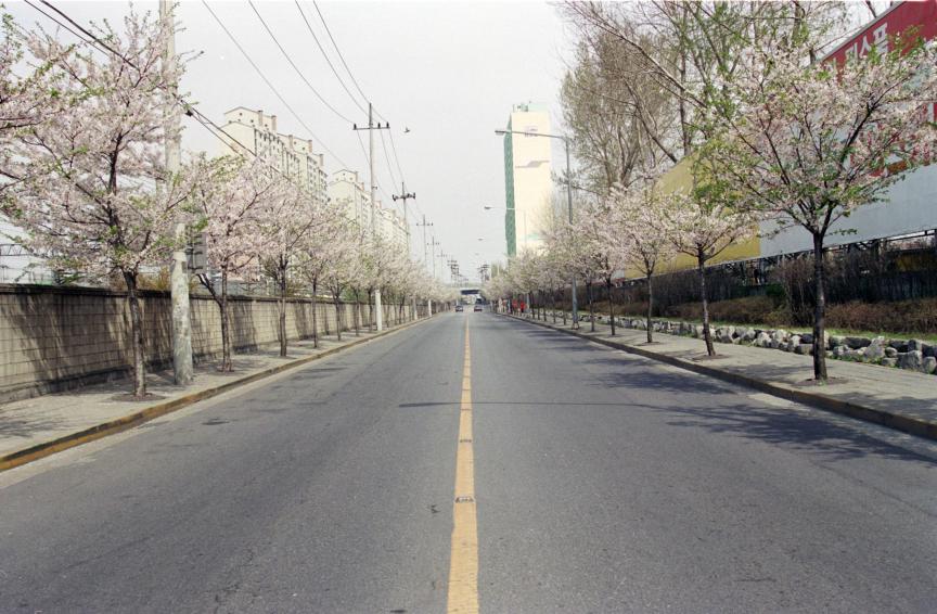 2000년 벚꽃십리길 의 사진1