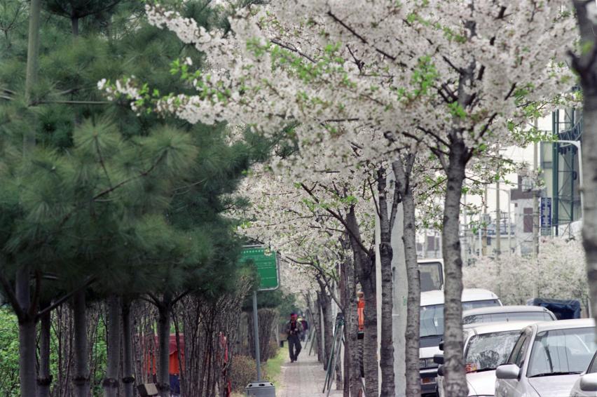 2000년 벚꽃십리길 의 사진2